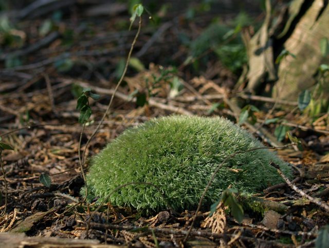 どうして失敗する 自然採取したコケで作る苔テラリウム 苔テラリウム専門サイト 道草michikusa 苔テラリウム 小さなコケの森 コケ 商品の企画販売 ワークショップ