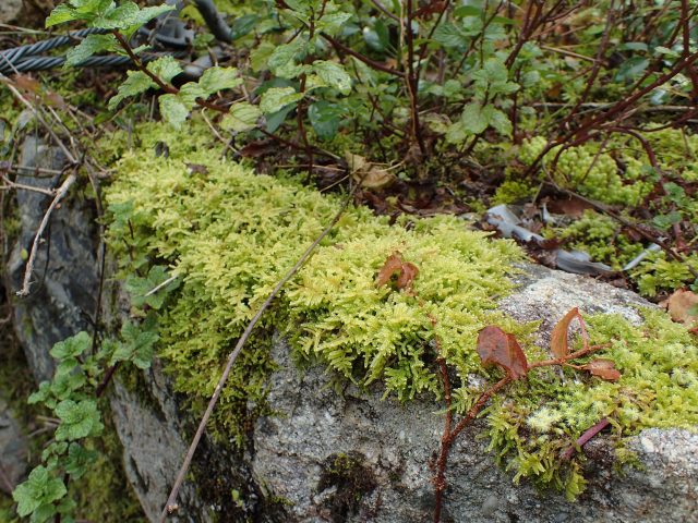 苔テラリウムのコケに肥料は必要 育て方解説 苔テラリウム専門サイト 道草michikusa 苔テラリウム 小さなコケの森 コケ商品の企画販売 ワークショップ