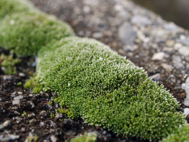 どうして失敗する 自然採取したコケで作る苔テラリウム 苔テラリウム専門サイト 道草michikusa 苔テラリウム 小さなコケの森 コケ 商品の企画販売 ワークショップ