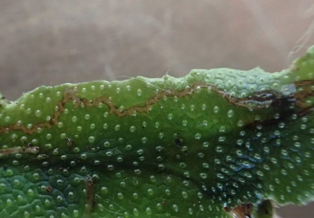 苔から虫がわいてきた どうする 苔テラリウムの虫対策まとめ 苔テラリウム専門サイト 道草michikusa 苔テラリウム 小さなコケの森 コケ商品の企画販売 ワークショップ