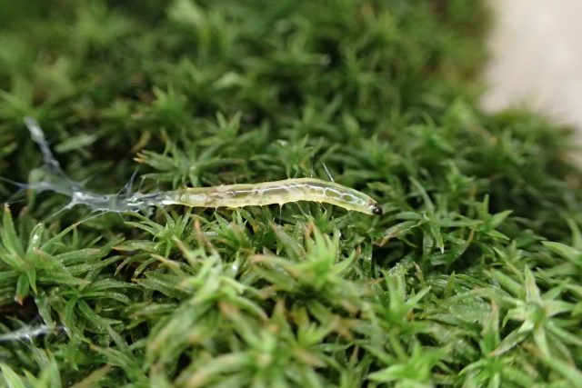 苔から虫がわいてきた どうする 苔テラリウムの虫対策まとめ 苔テラリウム専門サイト 道草michikusa 苔テラリウム 小さなコケの森 コケ商品の企画販売 ワークショップ