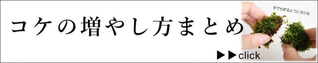 コケの増やし方まとめ