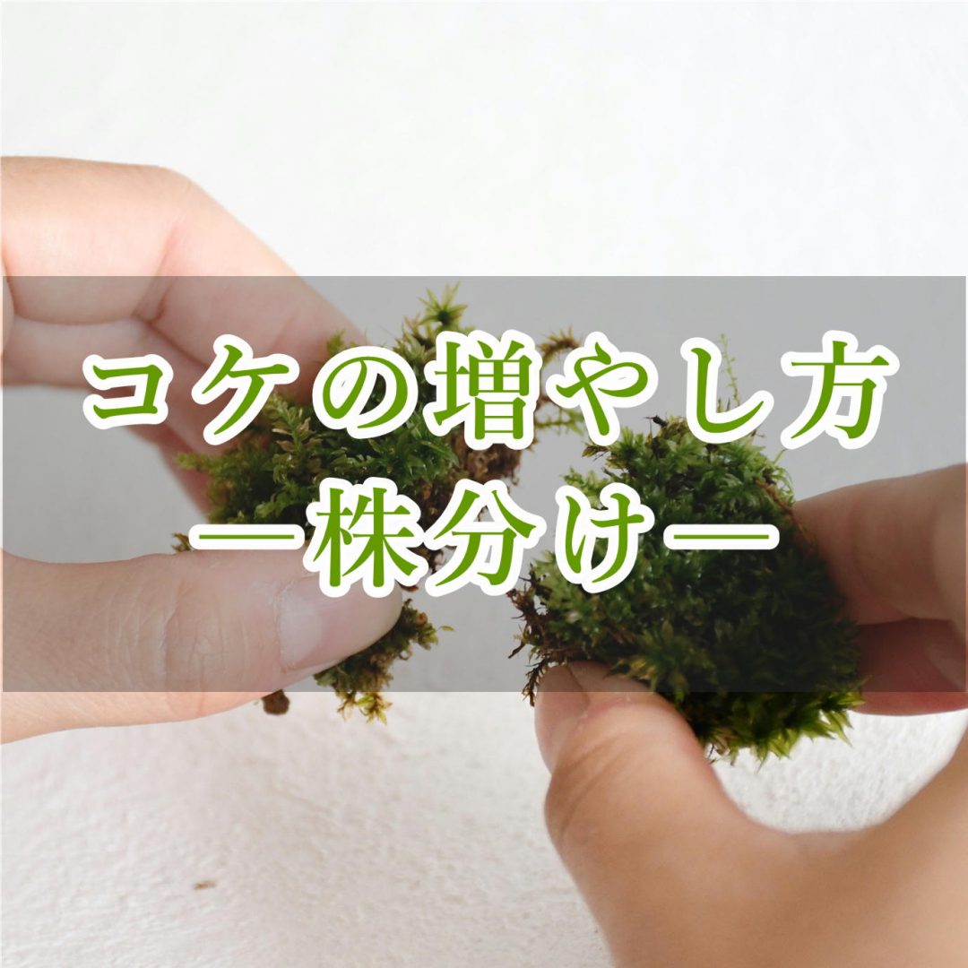 株分けによる苔の増やし方 育て方解説 苔テラリウム専門サイト 道草michikusa 苔テラリウム 小さなコケの森 コケ 商品の企画販売 ワークショップ 株分けによる苔の増やし方 育て方解説 苔テラリウム専門サイト 道草michikusa 苔テラリウム 小さなコケの森 コケ 商品の企画販売 ワークショップ
