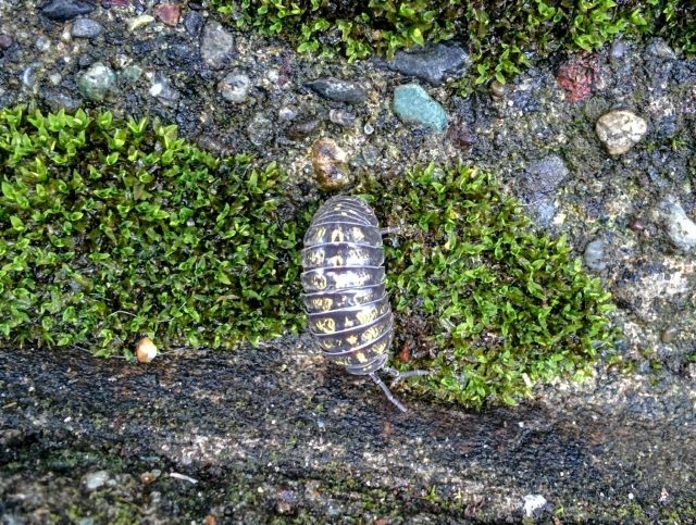 苔から虫がわいてきた どうする 苔テラリウムの虫対策まとめ 苔テラリウム専門サイト 道草michikusa 苔テラリウム 小さなコケの森 コケ商品の企画販売 ワークショップ