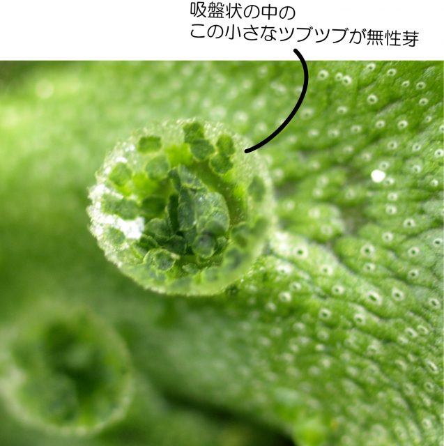 苔の増やし方 無性芽編 育て方解説 苔テラリウム専門サイト 道草michikusa 苔テラリウム 小さなコケの森 コケ商品の企画販売 ワークショップ