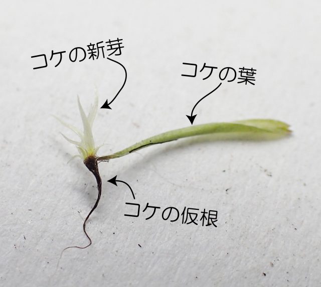 苔テラリウムでの苔の増やし方まとめ 育て方解説 苔テラリウム専門サイト 道草michikusa 苔テラリウム 小さなコケの森 コケ 商品の企画販売 ワークショップ