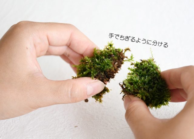 苔テラリウムでの苔の増やし方まとめ 育て方解説 苔テラリウム専門サイト 道草michikusa 苔テラリウム 小さなコケの森 コケ 商品の企画販売 ワークショップ