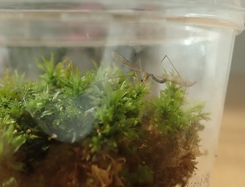 苔から虫がわいてきた どうする 苔テラリウムの虫対策まとめ 苔テラリウム専門サイト 道草michikusa 苔テラリウム 小さなコケの森 コケ商品の企画販売 ワークショップ