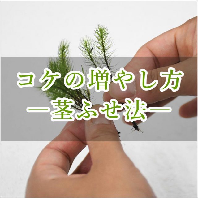 コケの増やし方茎ふせ