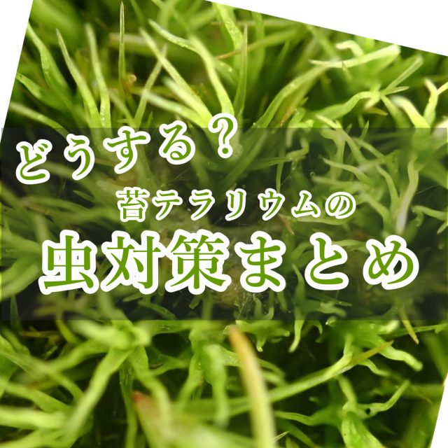 虫対策
