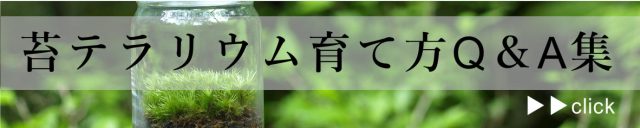 タマゴケの胞子が出てこないのはなぜ テラリウムで楽しむタマゴケの胞子体について 苔テラリウム専門サイト 道草michikusa 苔テラリウム 小さなコケの森 コケ商品の企画販売 ワークショップ