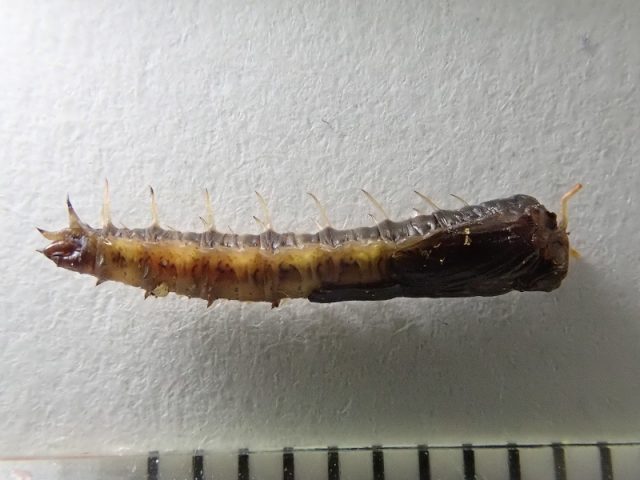 サナギ