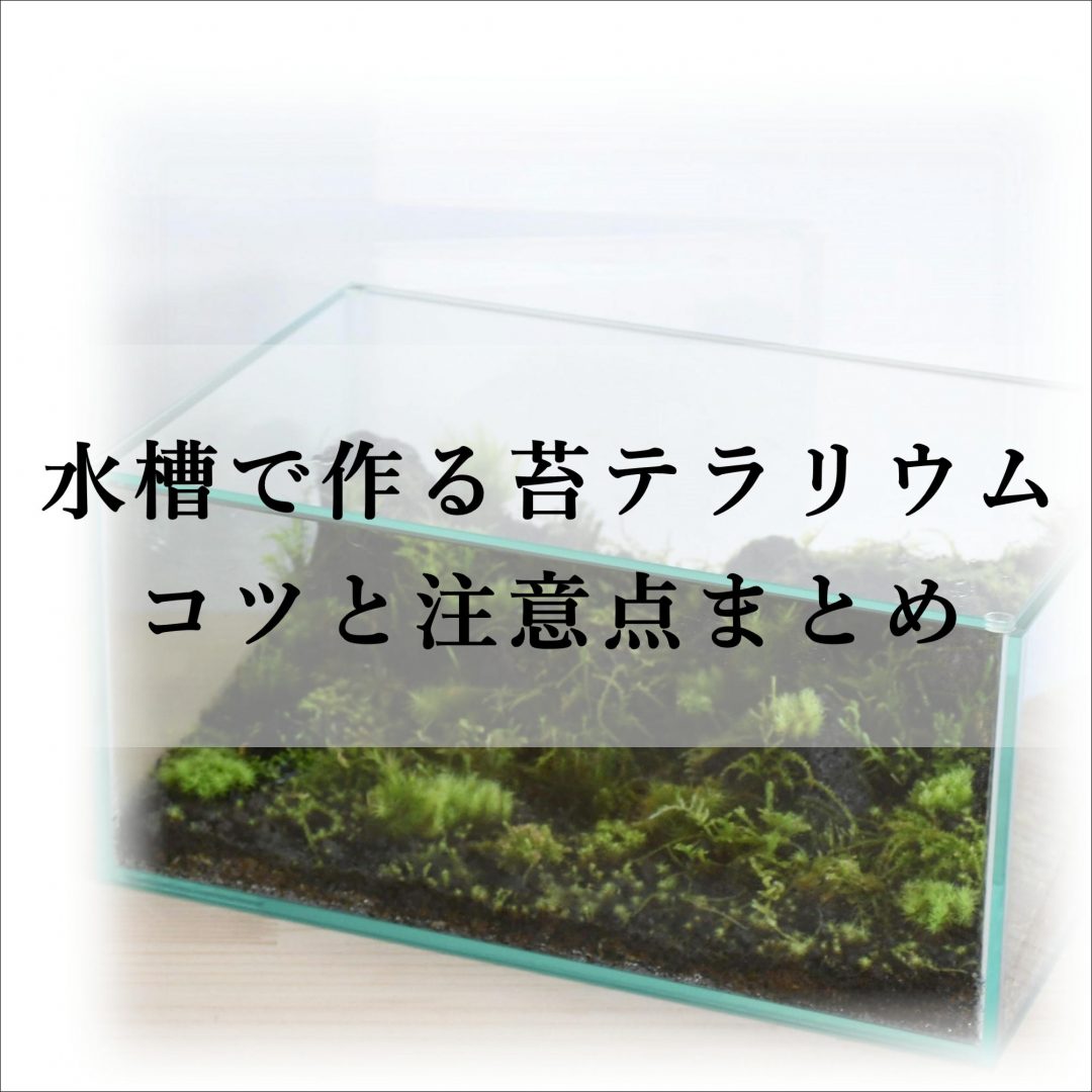 60x30x36cm水槽用レイアウト苔付け(フェイク苔) 60x30x36cm水槽用レイアウト苔付け(フェイク苔)