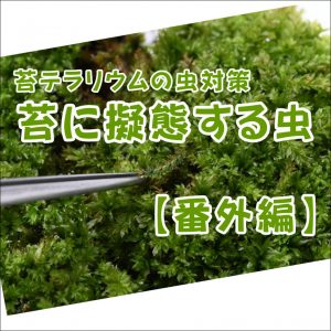 苔に擬態する虫