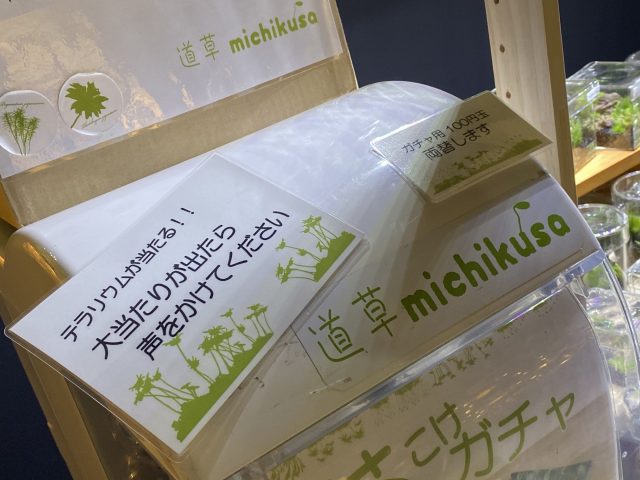 苔ガチャ