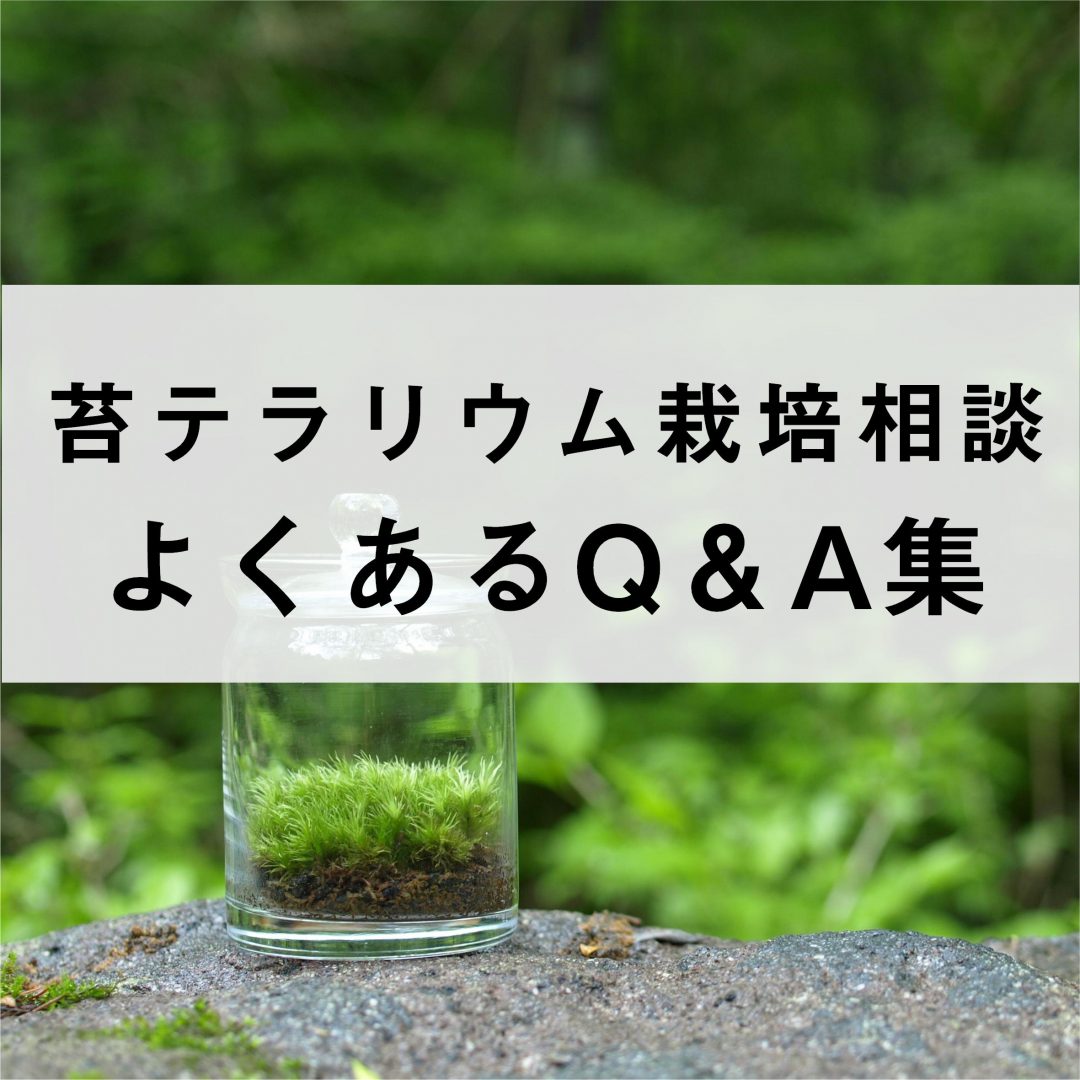 苔テラリウム栽培相談 よくあるq A集 苔テラリウム専門サイト 道草michikusa 苔テラリウム 小さなコケの森 コケ 商品の企画販売 ワークショップ