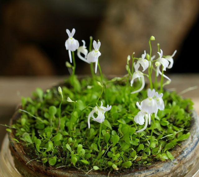 役立つコケ講座 コケ植物じゃないのに コケ と名前につく植物 苔テラリウム専門サイト 道草michikusa 苔テラリウム 小さなコケの森 コケ商品の企画販売 ワークショップ