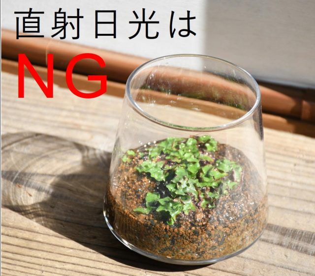 直射日光はNG