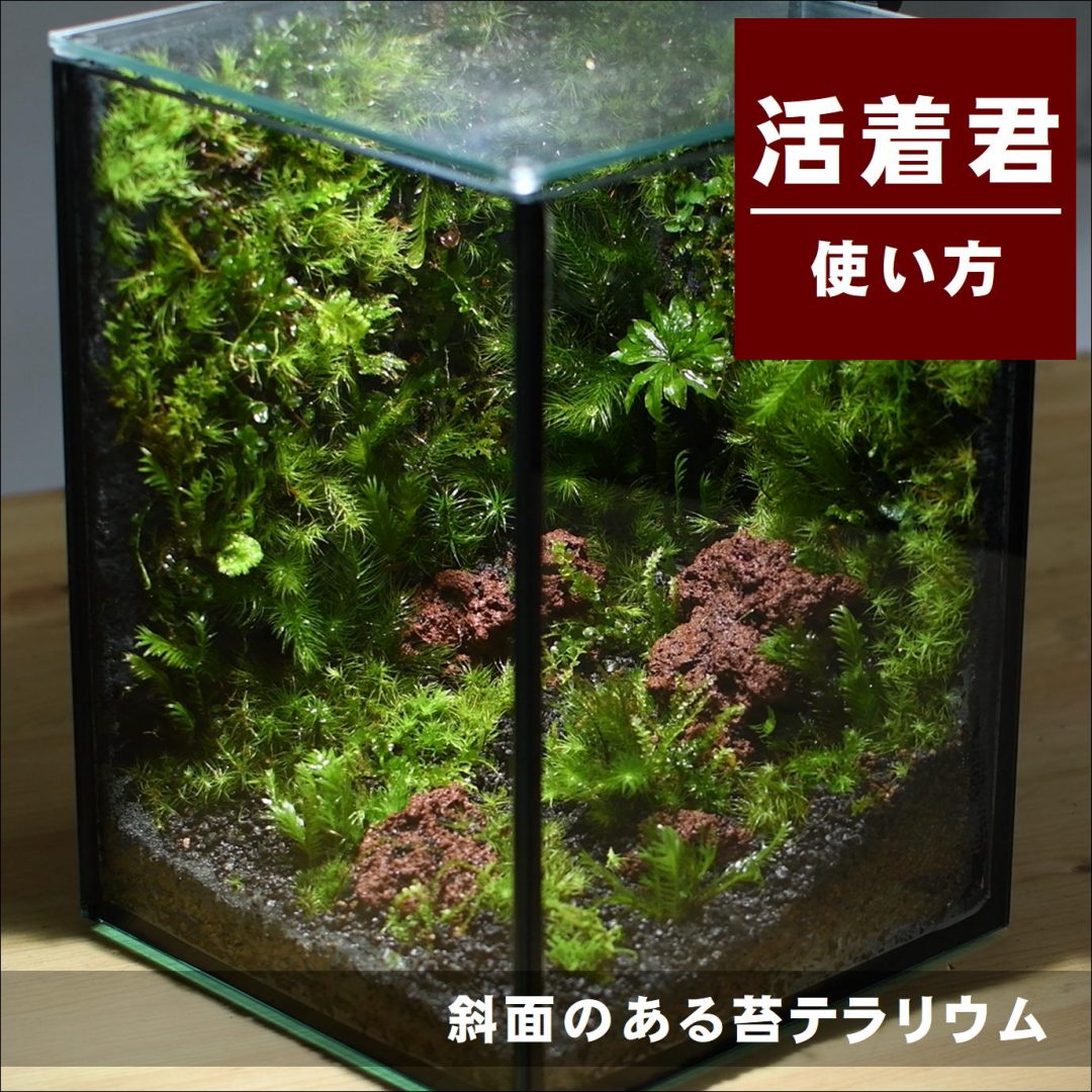 活着君を使った苔壁のあるテラリウムの作り方 | 苔テラリウム専門