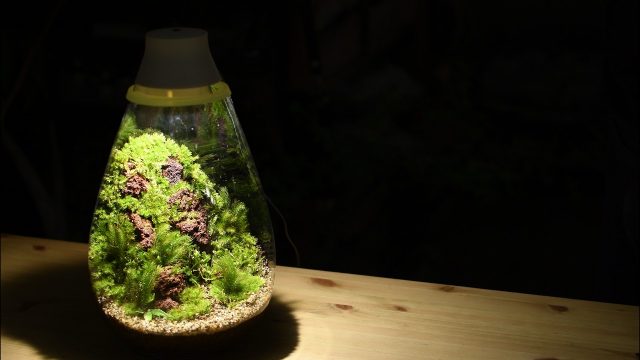 Mosslight Led モスライト につくる苔テラリウムの作り方 苔テラリウム専門サイト 道草michikusa 苔テラリウム 小さなコケの森 コケ商品の企画販売 ワークショップ