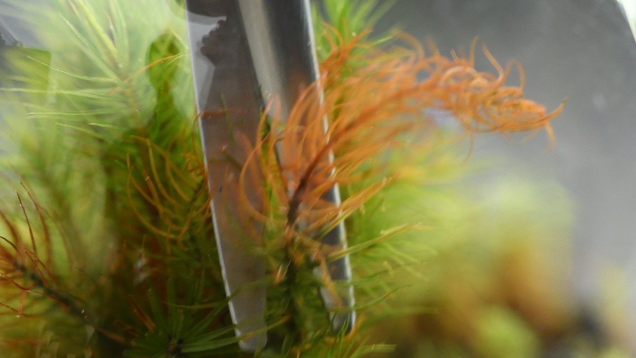 どうする 伸びすぎたコケ 茶色くなったコケ 苔テラリウムのトリミング方法 苔テラリウム専門サイト 道草michikusa 苔テラリウム 小さなコケの森 コケ商品の企画販売 ワークショップ