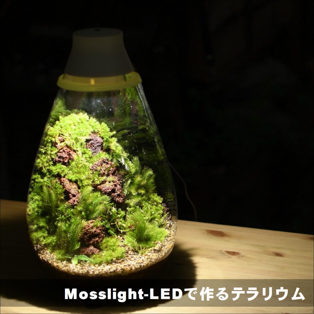 Mosslight-LED（モスライト）につくる苔テラリウムの作り方 | 苔