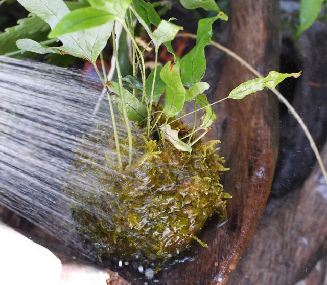 苔玉 こけだま の作り方 育て方の基本について 苔テラリウム専門サイト 道草michikusa 苔テラリウム 小さなコケの森 コケ 商品の企画販売 ワークショップ