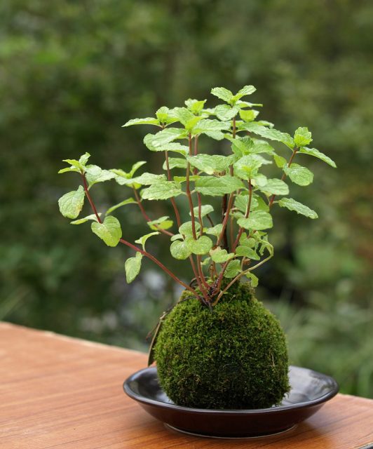 苔玉屋外