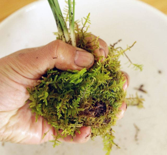 苔玉をコケでくるむ