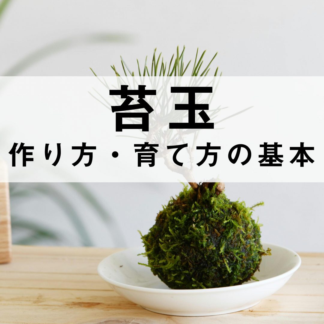 苔玉・苔 puyozou 24380573_th.jpg