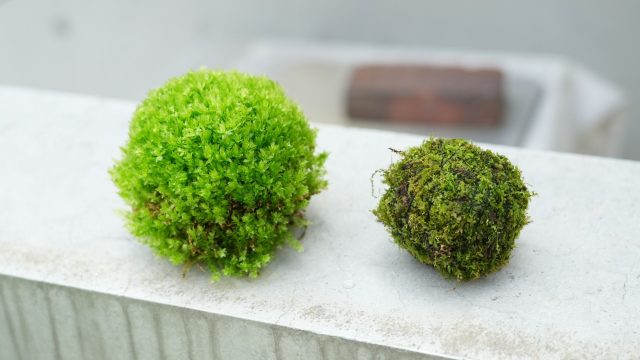 苔玉　作り方