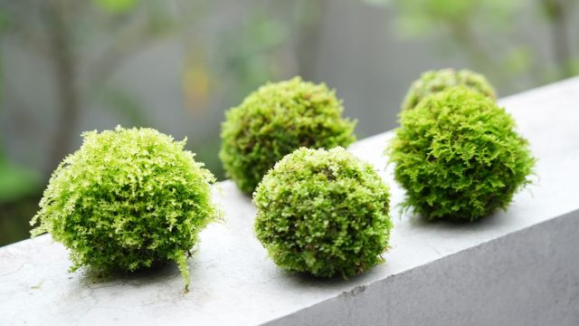 苔玉　作り方
