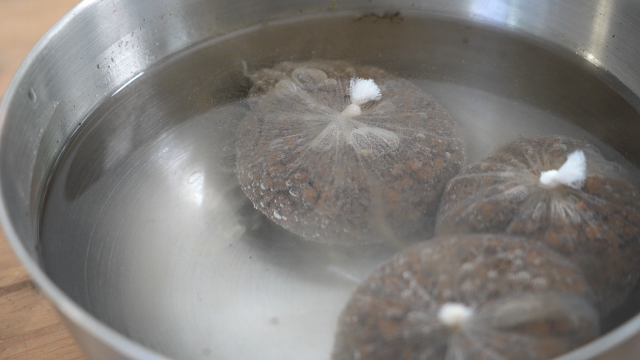 苔玉　作り方