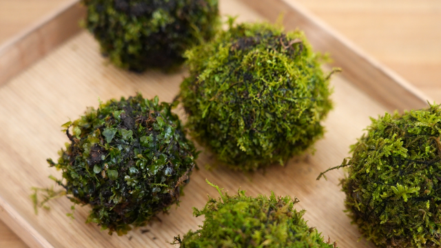 苔玉　作り方