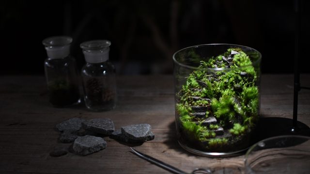 石段のテラリウム