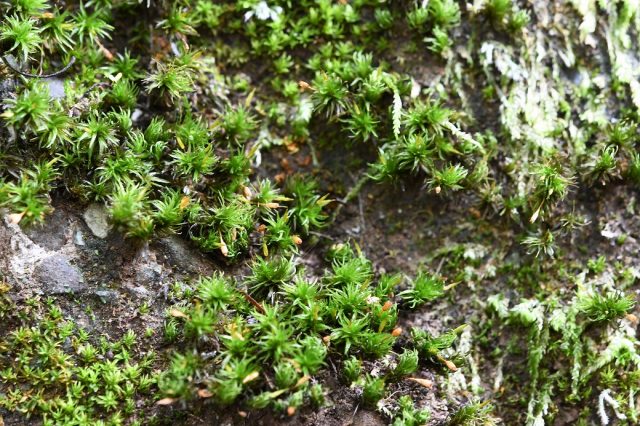 チヂレゴケ 苔テラリウム専門サイト 道草michikusa 苔テラリウム 小さなコケの森 コケ商品の企画販売 ワークショップ