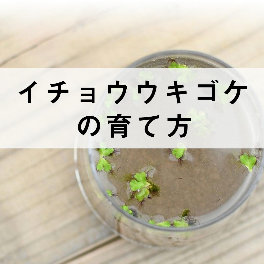 イチョウウキゴケの育て方 苔テラリウム専門サイト 道草michikusa 苔テラリウム 小さなコケの森 コケ商品の企画販売 ワークショップ イチョウウキゴケの育て方 苔テラリウム専門サイト 道草michikusa 苔テラリウム 小さなコケの森 コケ商品の企画販売 ワークショップ