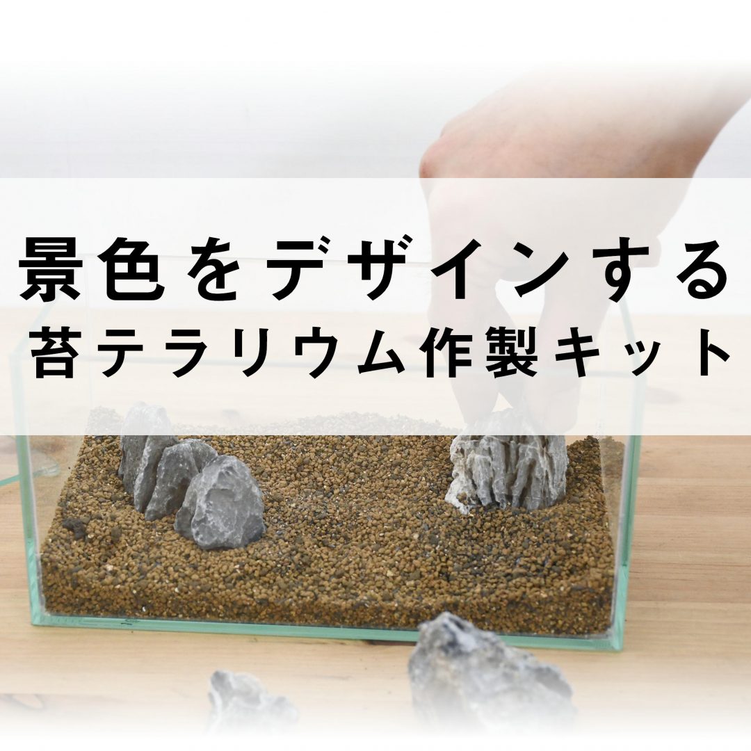 景色をデザインする ワイドミニ水槽で作る苔テラリウムの作り方 苔テラリウム専門サイト 道草michikusa 苔テラリウム 小さなコケの森 コケ商品の企画販売 ワークショップ 景色をデザインする ワイドミニ水槽で作る苔テラリウムの作り方 苔テラリウム専門サイト 道草michikusa 苔テラリウム 小さなコケの森 コケ商品の企画販売 ワークショップ