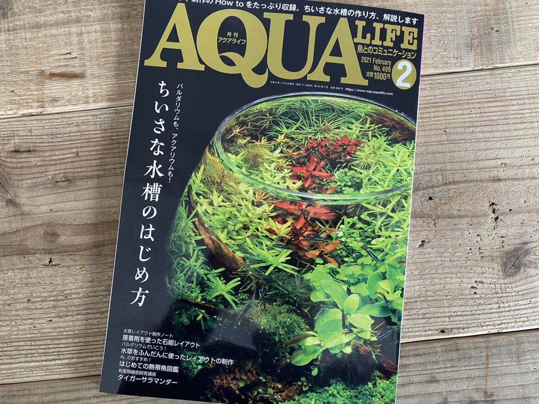 アクアライフ２月号