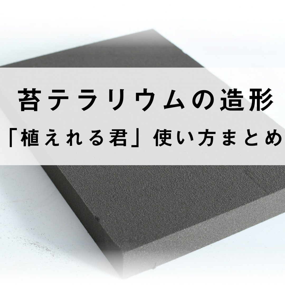 ブログ 苔テラリウム専門サイト 道草michikusa 苔テラリウム 小さなコケの森 コケ商品の企画販売 ワークショップ Part 4