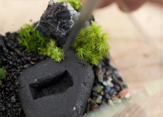 植え付け