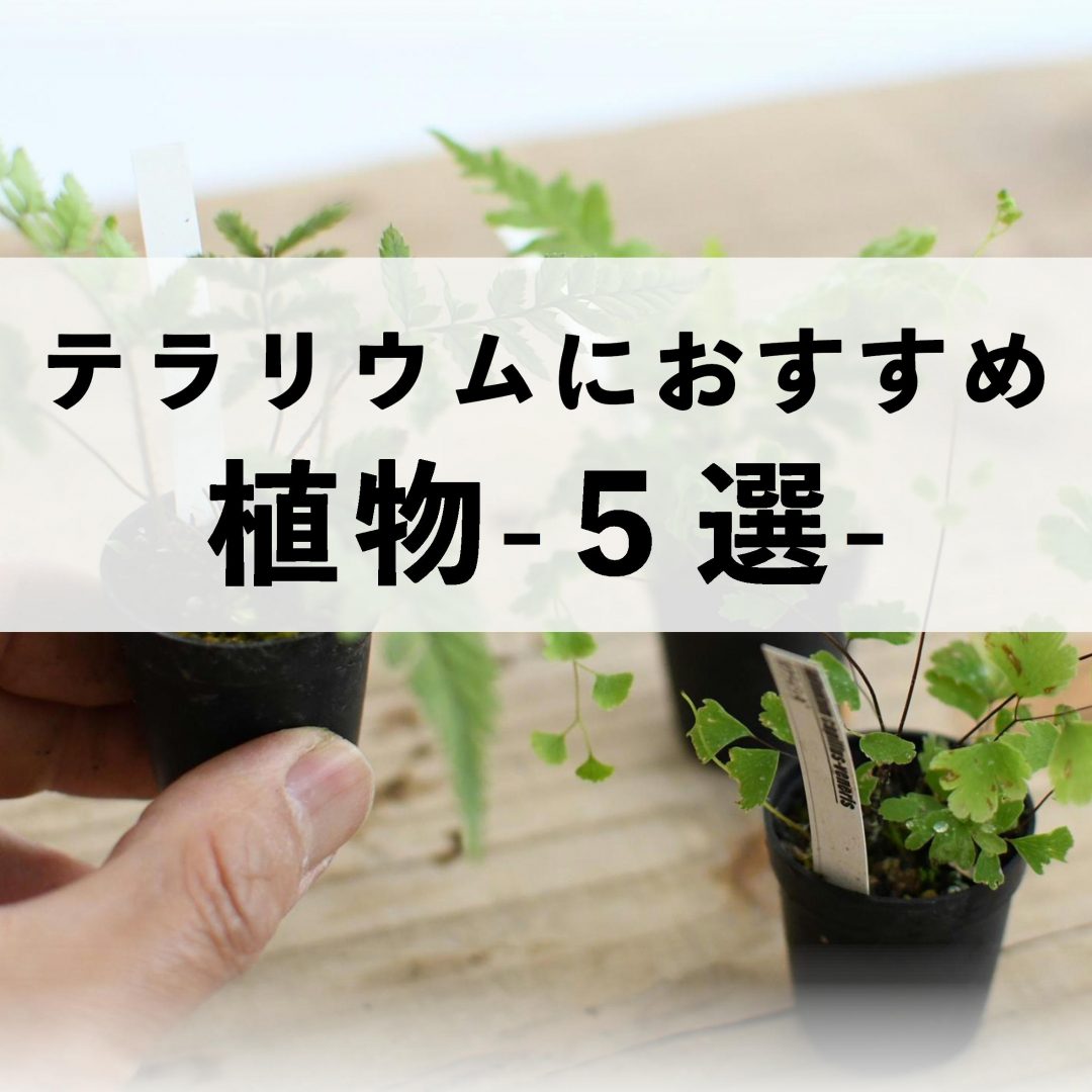 テラリウムで育てるおすすめの植物５選 苔テラリウム専門サイト 道草michikusa 苔テラリウム 小さなコケの森 コケ商品の企画販売 ワークショップ