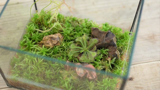 食虫植物と苔