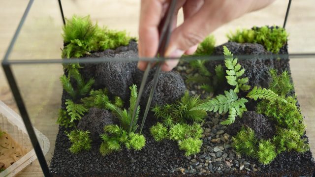 他の種類のコケを植える