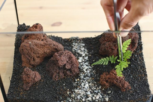 シダを植える