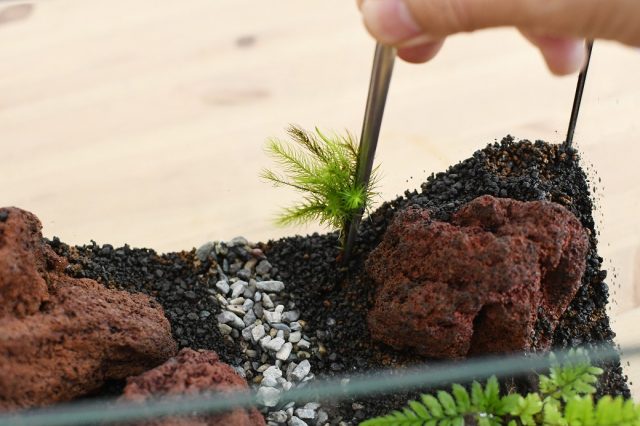 背が高いコケを植える