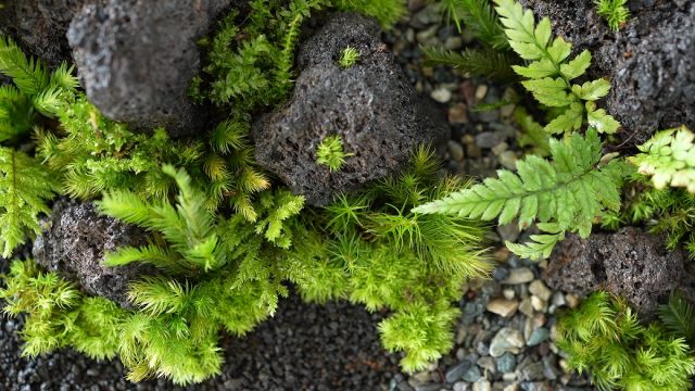 苔テラリウム