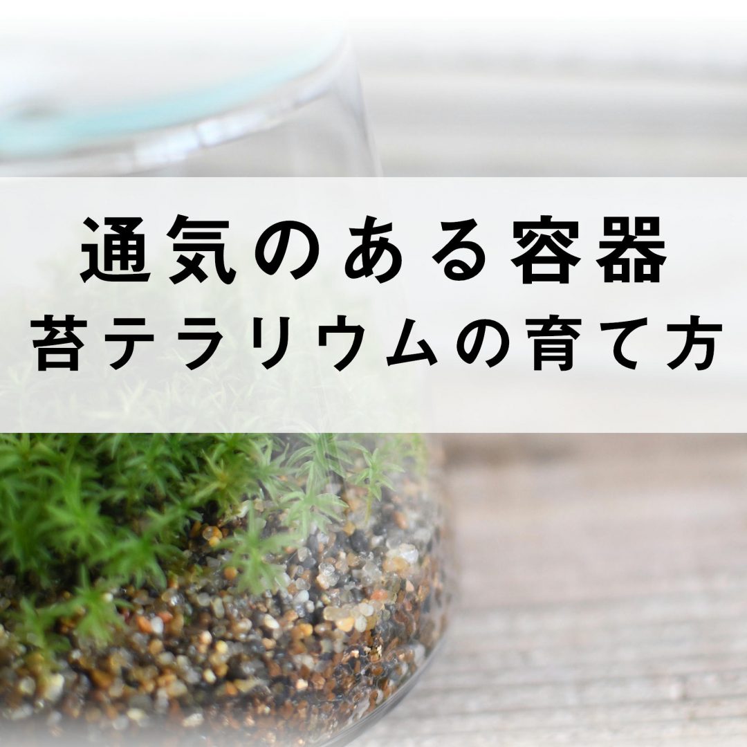 通気のある容器を使った苔テラリウムの育て方 ｜ 苔テラリウム専門サイト｜道草michikusa ｜ 苔テラリウム 小さなコケの森／コケ商品の企画販売・ワークショップ苔テラリウム専門サイト｜道草michikusa ｜ 苔テラリウム 小さなコケの森／コケ商品の企画販売・ワークショップ