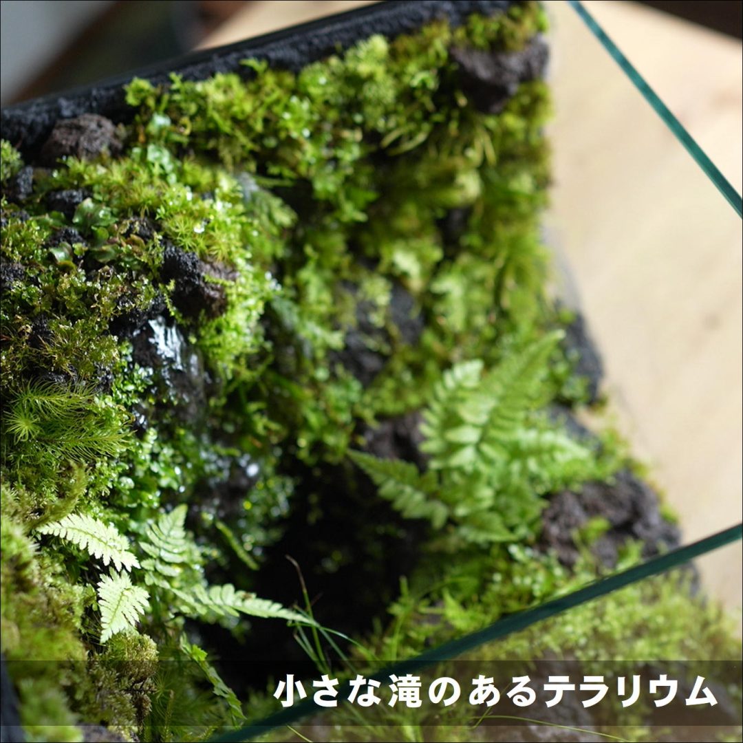 滝のあるテラリウムの作り方 苔テラリウム専門サイト 道草michikusa 苔テラリウム 小さなコケの森 コケ商品の企画販売 ワークショップ