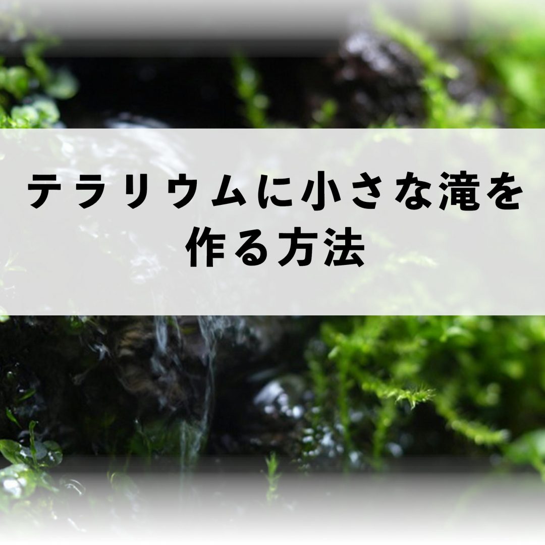 テラリウムに小さな滝をつくる方法 滝のある苔テラリウム 苔テラリウム専門サイト 道草michikusa 苔テラリウム 小さなコケの森 コケ商品の企画販売 ワークショップ